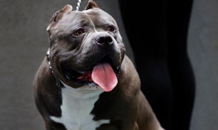 Here's the reason why American XL bully dogs are set to be banned 4