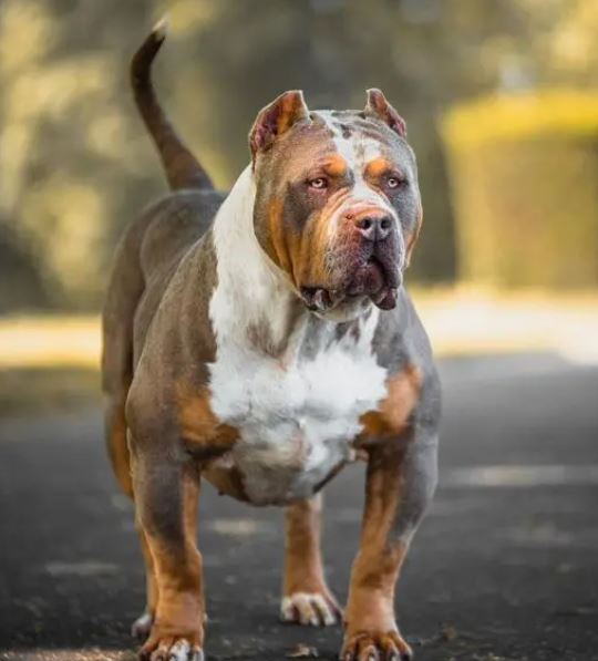 Here's the reason why American XL bully dogs are set to be banned 5