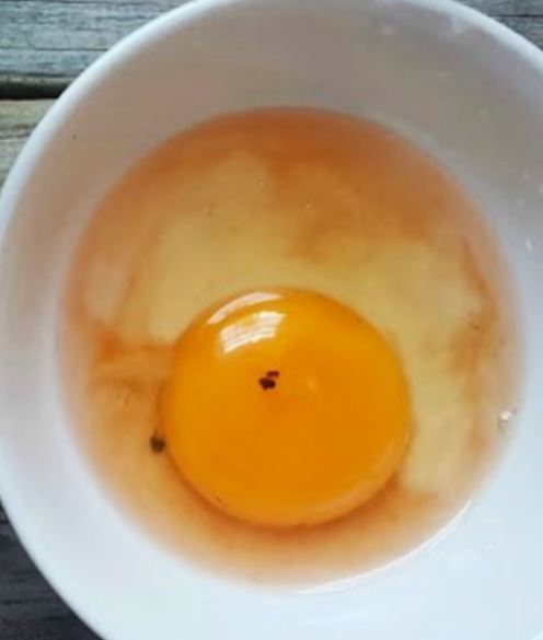 Have you ever wondered about those red and brown spots in cracked chicken eggs? Let's find out 4