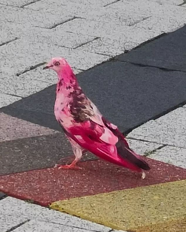 Locals baffled after spotting mystery pink pigeon in town centre 1
