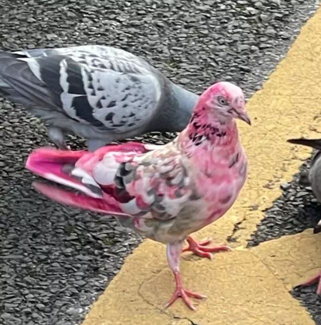 Locals baffled after spotting mystery pink pigeon in town centre 3 Locals baffled after spotting mystery pink pigeon in town centre 3