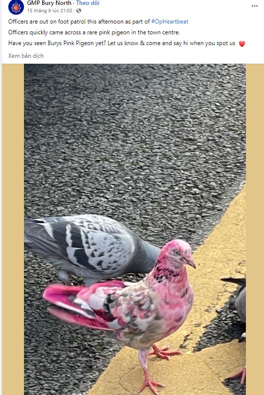 Locals baffled after spotting mystery pink pigeon in town centre 2 Locals baffled after spotting mystery pink pigeon in town centre 2