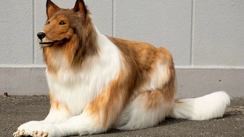 Man who spent more than £12,000 becoming a dog is now looking for a Lassie to love 1