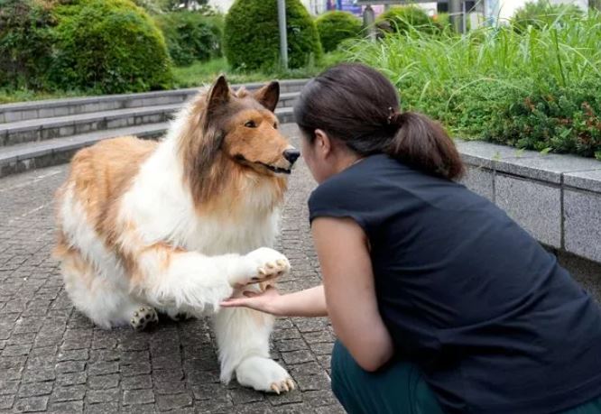 Man who spent more than £12,000 becoming a dog is now looking for a Lassie to love 3