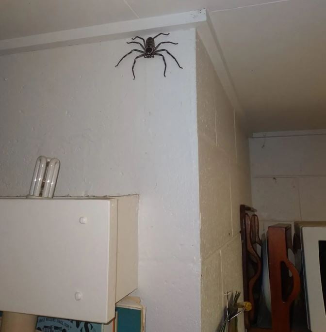 Man explains why he let a spider the size of his face live in his house for a year 1