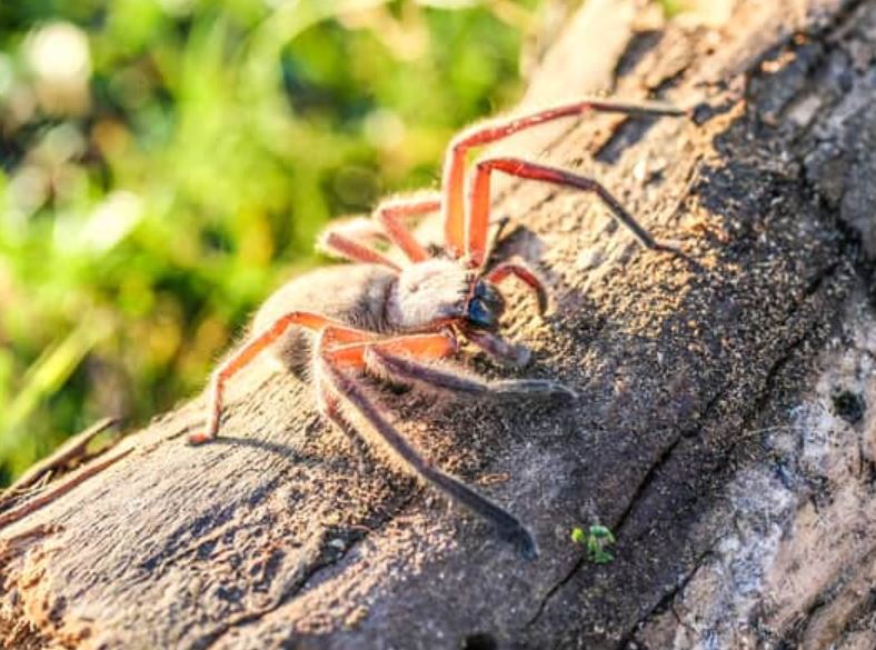 Man explains why he let a spider the size of his face live in his house for a year 3