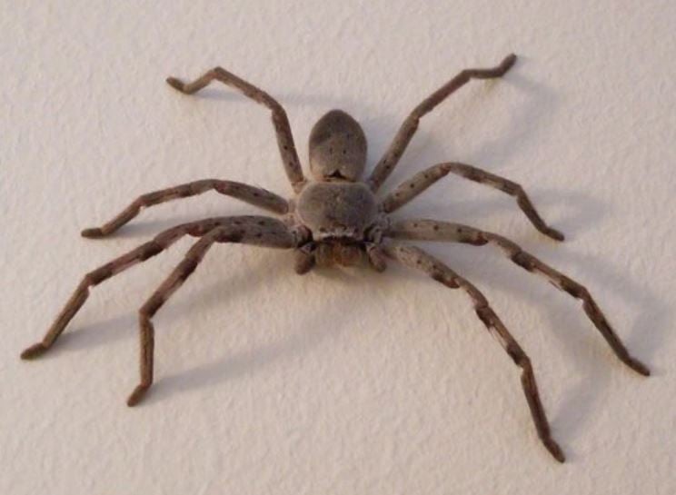 Man explains why he let a spider the size of his face live in his house for a year 4