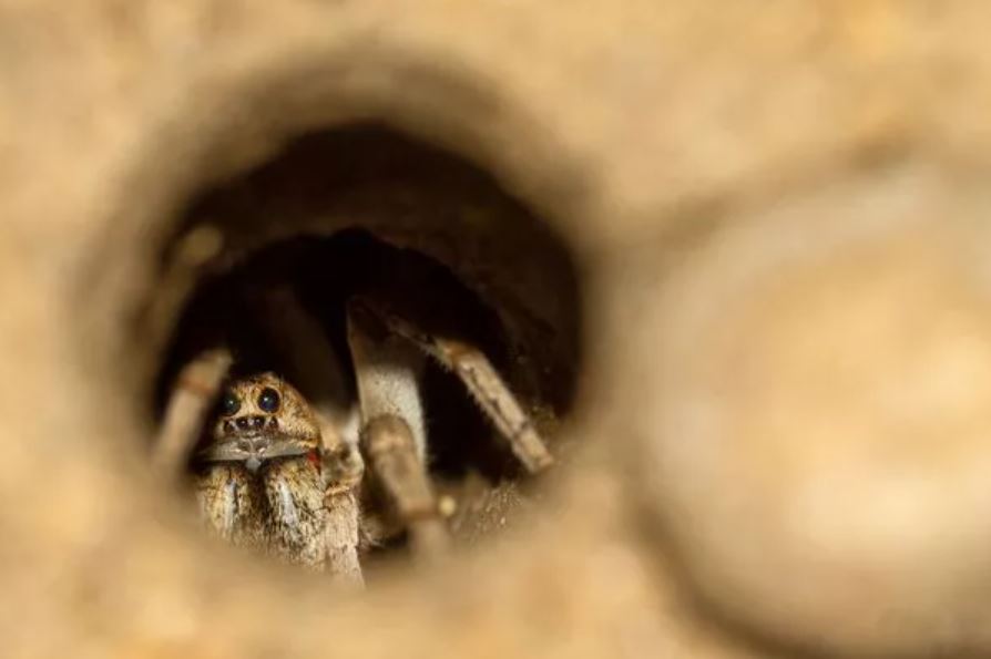 Trapdoor spiders. Image Credits: Getty