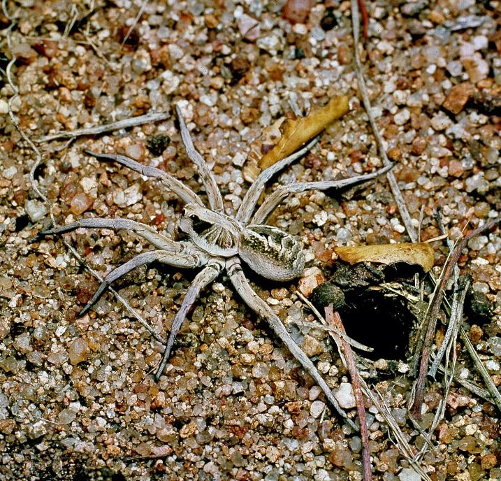 Wolf spiders. Image Credits: Getty