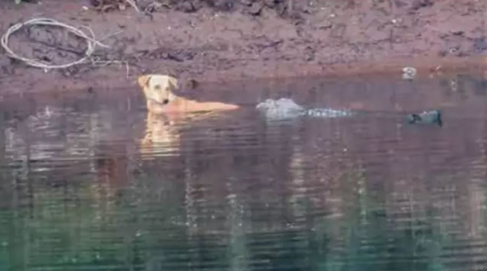 Incredible moment three crocodiles SAVE the life of stray dog that fell in river instead of eating it 1