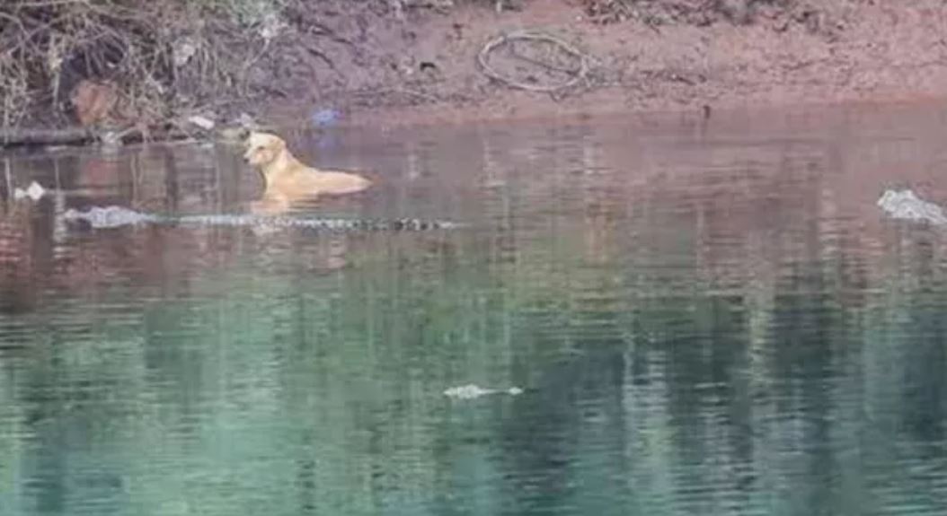Incredible moment three crocodiles SAVE the life of stray dog that fell in river instead of eating it 2