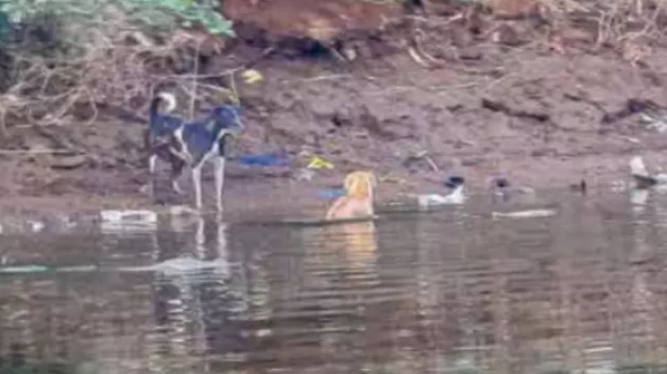 Incredible moment three crocodiles SAVE the life of stray dog that fell in river instead of eating it 3