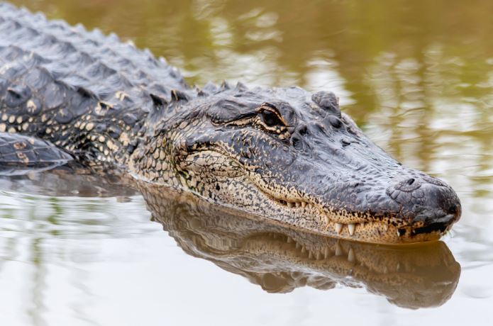 Incredible moment three crocodiles SAVE the life of stray dog that fell in river instead of eating it 4