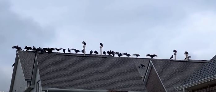 Man stunned after spotting 20 vultures gather on his neighbor's roof 1
