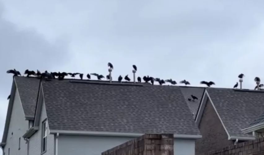 Man stunned after spotting 20 vultures gather on his neighbor's roof 2