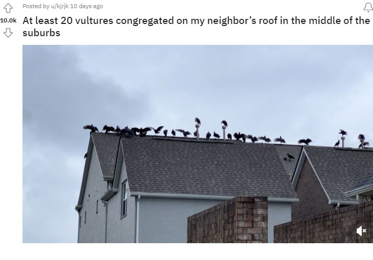 Man stunned after spotting 20 vultures gather on his neighbor's roof 3
