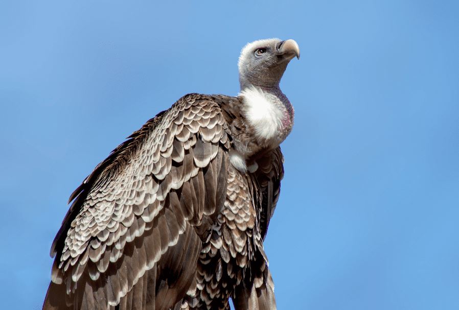 Man stunned after spotting 20 vultures gather on his neighbor's roof 4