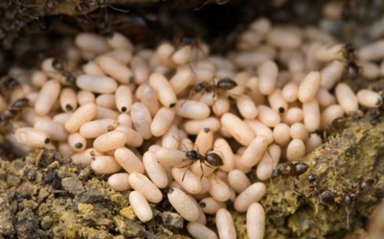 Baffled mum begs for help after discovering 'beans' in her bathroom 3