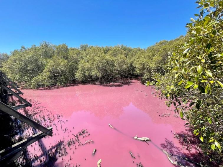 Locals are stunned as swamp suddenly mysteriously turns pink 1