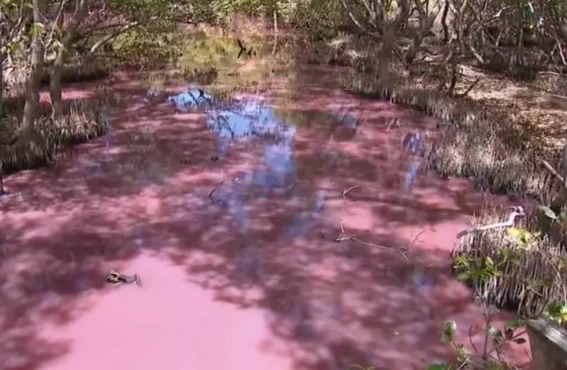 Locals are stunned as swamp suddenly mysteriously turns pink 2