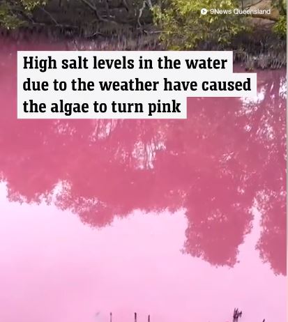Locals are stunned as swamp suddenly mysteriously turns pink 4