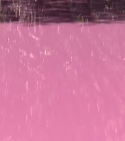 Locals are stunned as swamp suddenly mysteriously turns pink 5