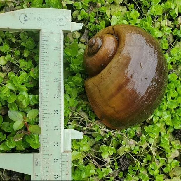 Invasive Apple snails found in the US pose a risk to human life 2