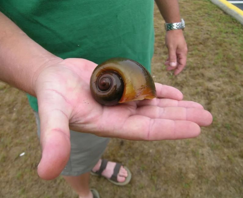 Invasive Apple snails found in the US pose a risk to human life 4
