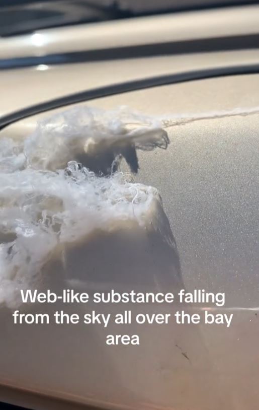 Spider webs are seen falling from the sky and floating in the air 1
