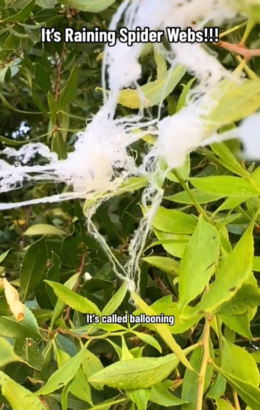 Spider webs are seen falling from the sky and floating in the air 6