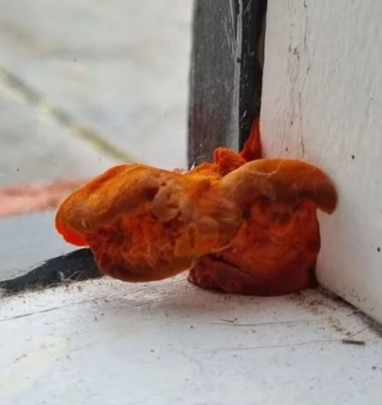 'Freaked out' tenant desperately seeks answer about strange orange object growing inside her rental home 1