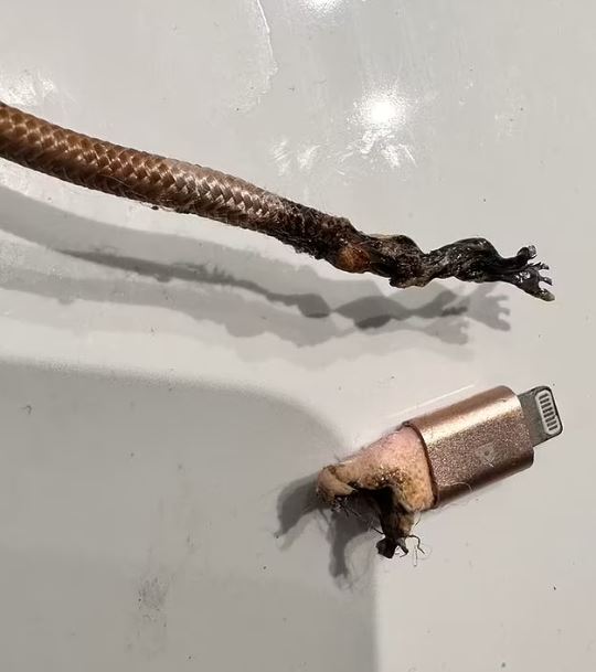 My non-genuine cheap and nasty knockoff iPhone charger almost set my house on fire this morning 1