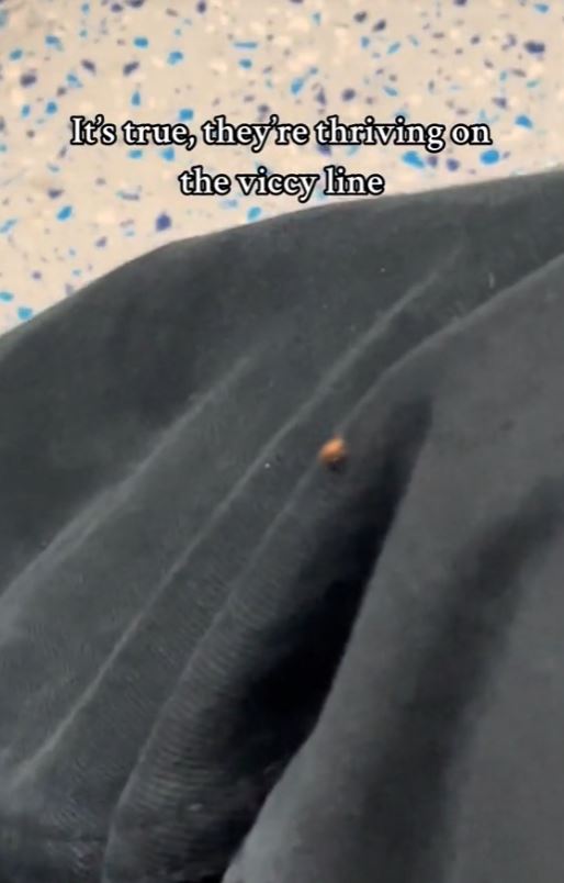 Bed bug is spotted on tube passenger's leg amid fears 1