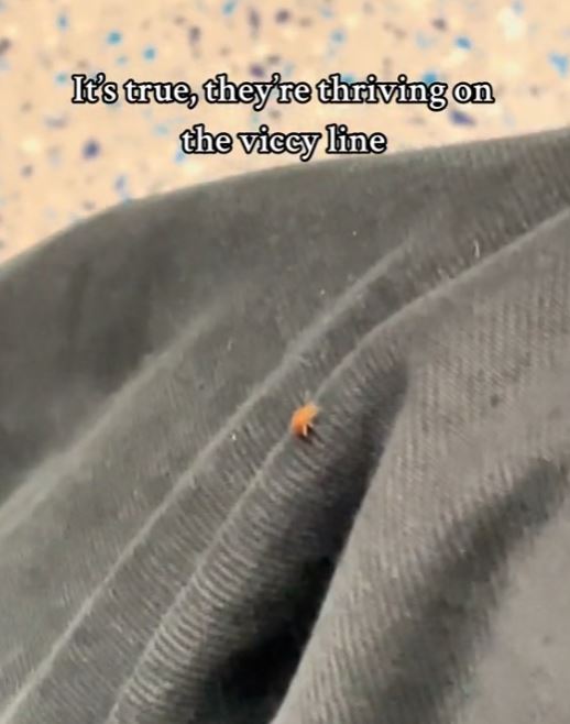 Bed bug is spotted on tube passenger's leg amid fears 2