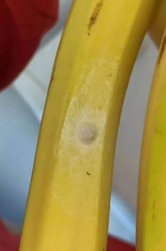 Shopper issues a warning about tiny dots found on bananas 1