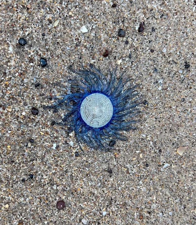 Mystery sea creature, resembling a “blue button” leaves beachgoers in a panic due to its 'alien-like' appearance 1