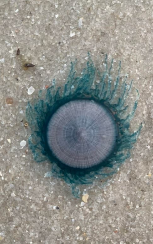 Mystery sea creature, resembling a “blue button” leaves beachgoers in a panic due to its 'alien-like' appearance 2