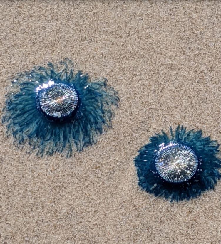 Mystery sea creature, resembling a “blue button” leaves beachgoers in a panic due to its 'alien-like' appearance 3