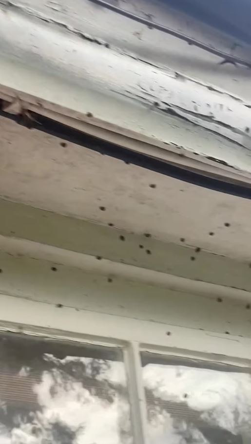 Woman forced to flee after finding 'thousands' of ladybirds invading her home 1