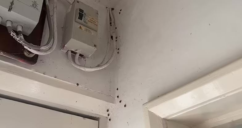 Woman forced to flee after finding 'thousands' of ladybirds invading her home 3