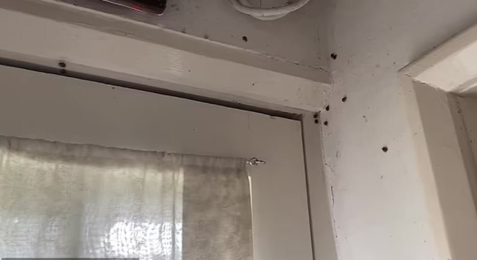 Woman forced to flee after finding 'thousands' of ladybirds invading her home 4