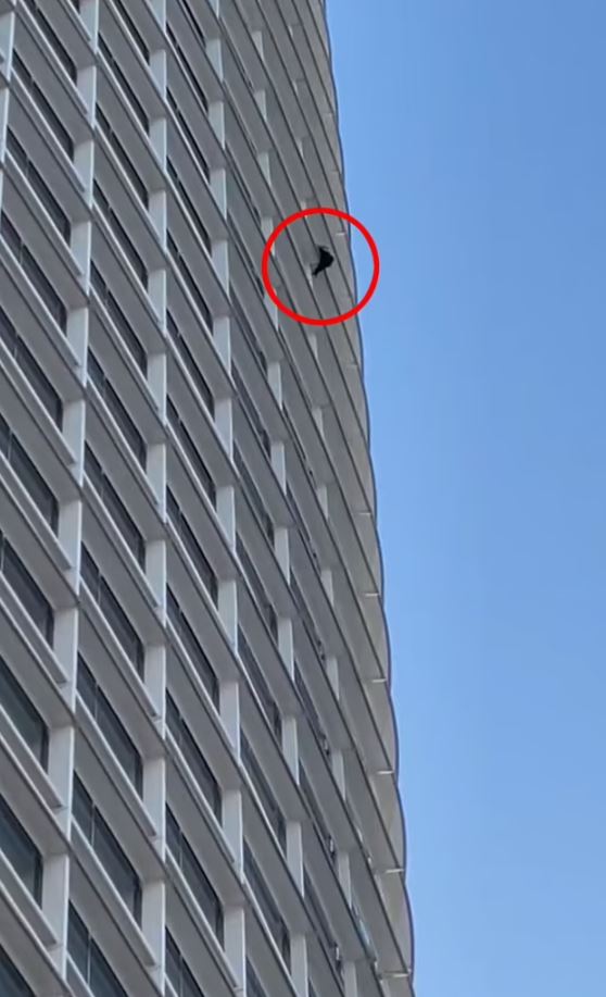 Office workers stunned as 'Pro-life Spiderman' climbs15th-floor window without a rope 1