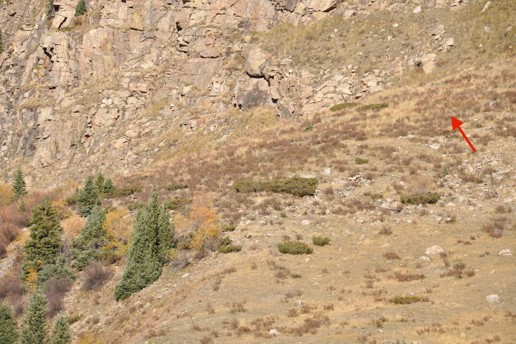 Train passengers stunned after spotting 'Bigfoot' walking through Shrubs on rural Colorado mountain 1