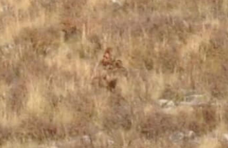 Train passengers stunned after spotting 'Bigfoot' walking through Shrubs on rural Colorado mountain 4