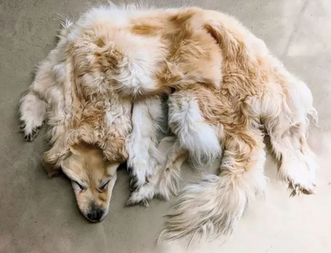 Family sparks debate by turning their beloved deceased golden retriever into a rug 3