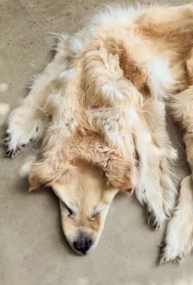 Family sparks debate by turning their beloved deceased golden retriever into a rug 5