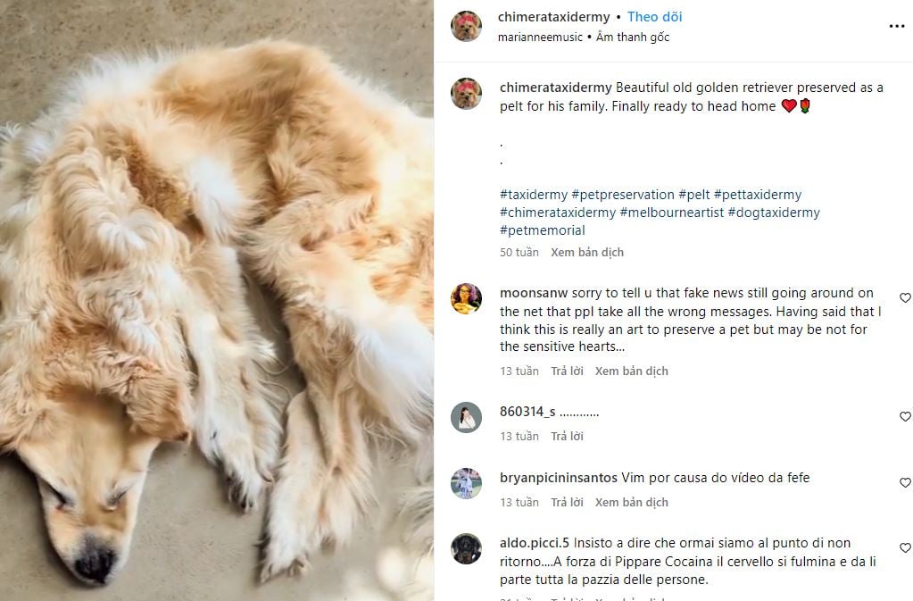 Family sparks debate by turning their beloved deceased golden retriever into a rug 1