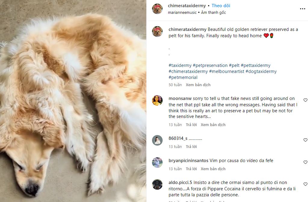 Family sparks debate by turning their beloved deceased golden retriever into a rug 1