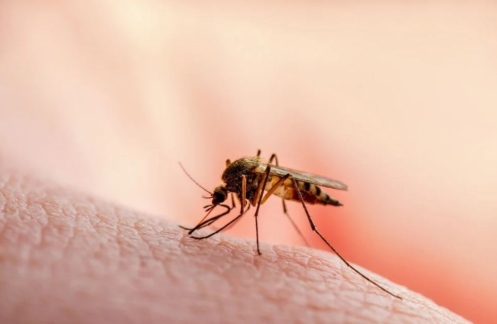 Flight was delayed as mosquito swarm takes over plane, forcing crew to spray the cabin 6