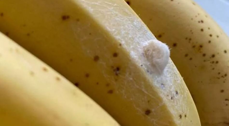 Banana split! mother is stunned after discovering cluster of eggs on Asda bananas 2